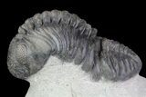 Pedinopariops Trilobite - Great Eye Facet Detail #66341-2